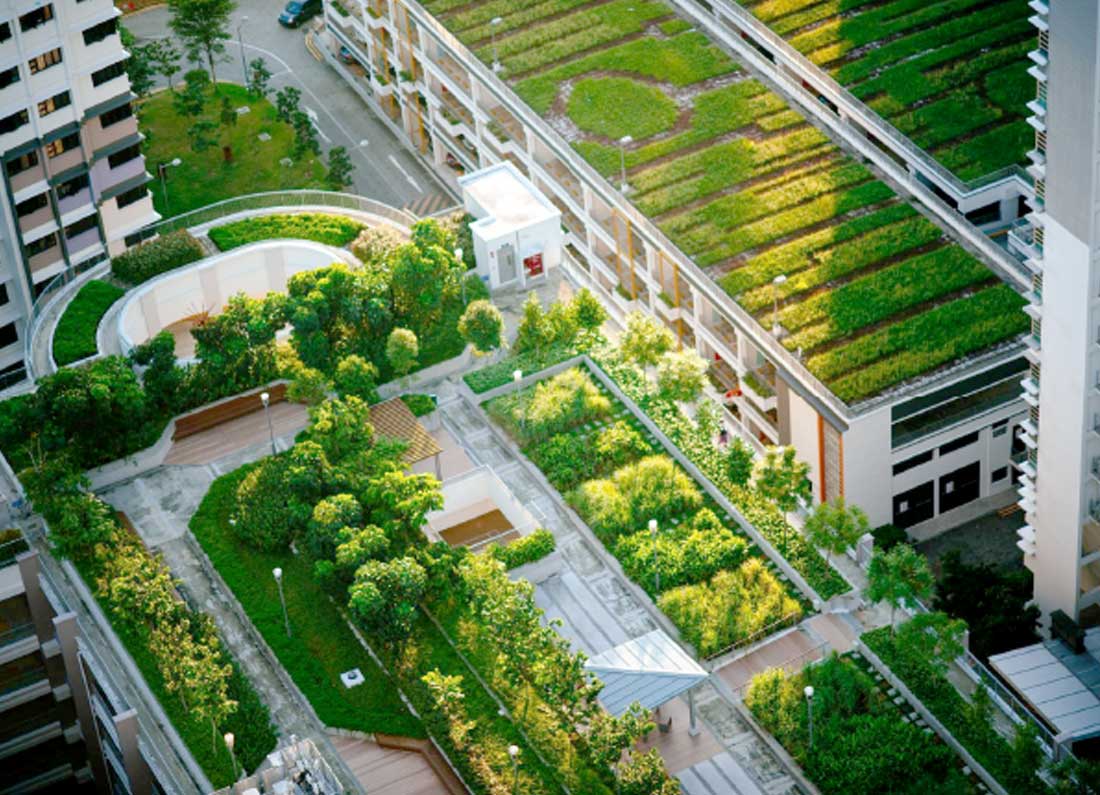 Green Roof: A unique way to keep your home cool and the air clean