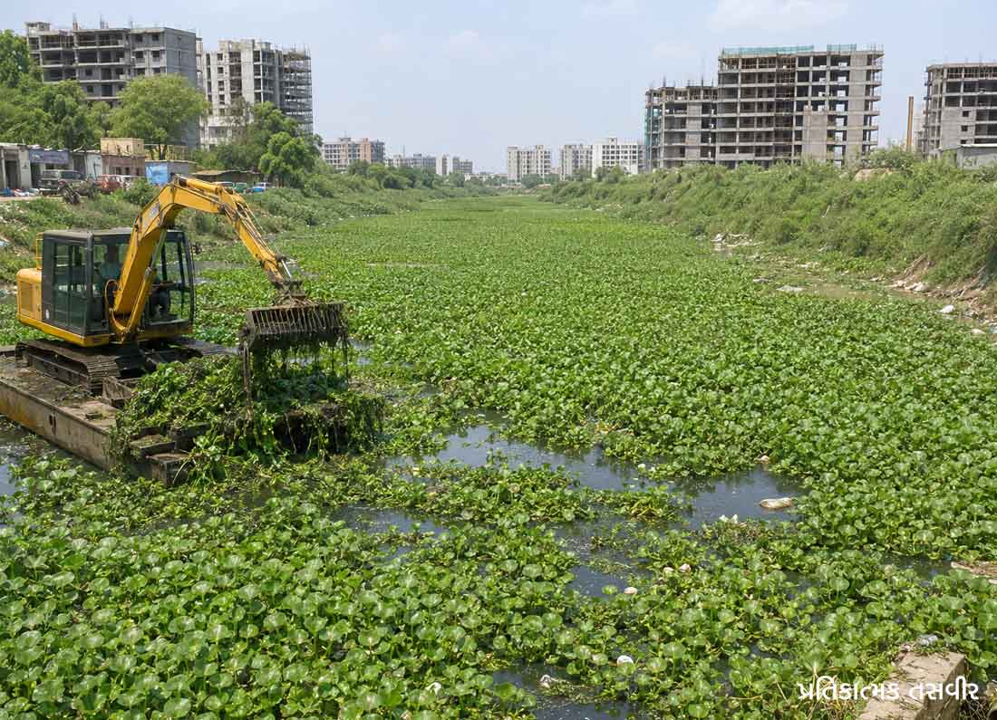 ગાંડી વેલના લીધે રોણકી સહિતના વિસ્તારનો વિકાસ રૂંધાયો 3 1